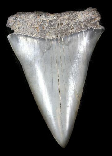 Large, Fossil Mako Shark Tooth - South Carolina #36737